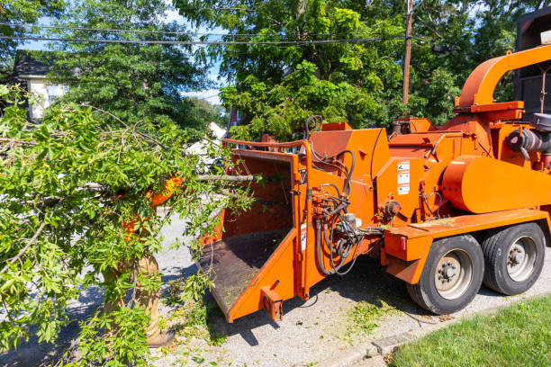 Emergency Storm Tree Removal in Hoover, AL